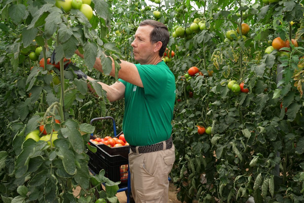 ¿Qué hace especial el La Calidad Tomates de Los Palacios y Villafranca?