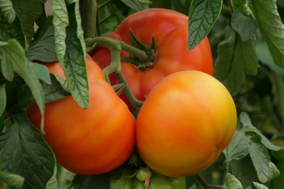 Tomates de Los Palacios y Villafranca