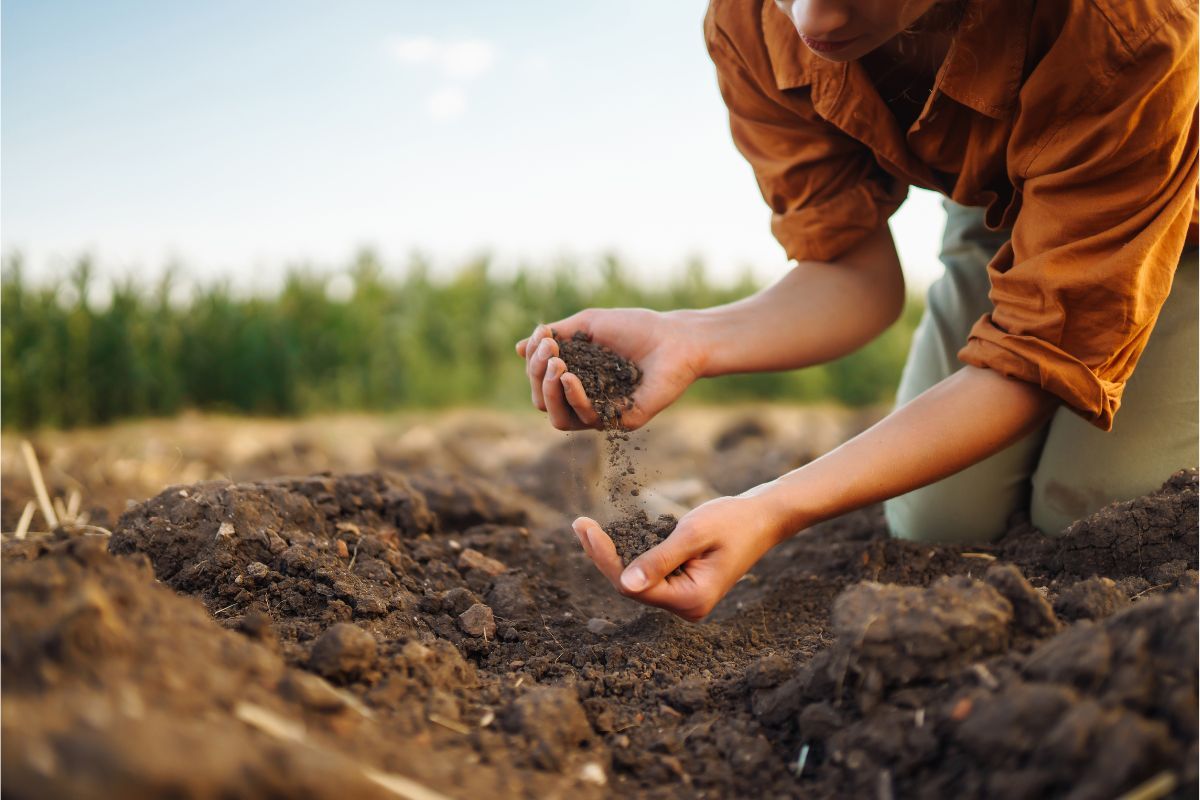 Las mejores prácticas de cultivo hortofrutícola - Prácticas de Manejo del Suelo