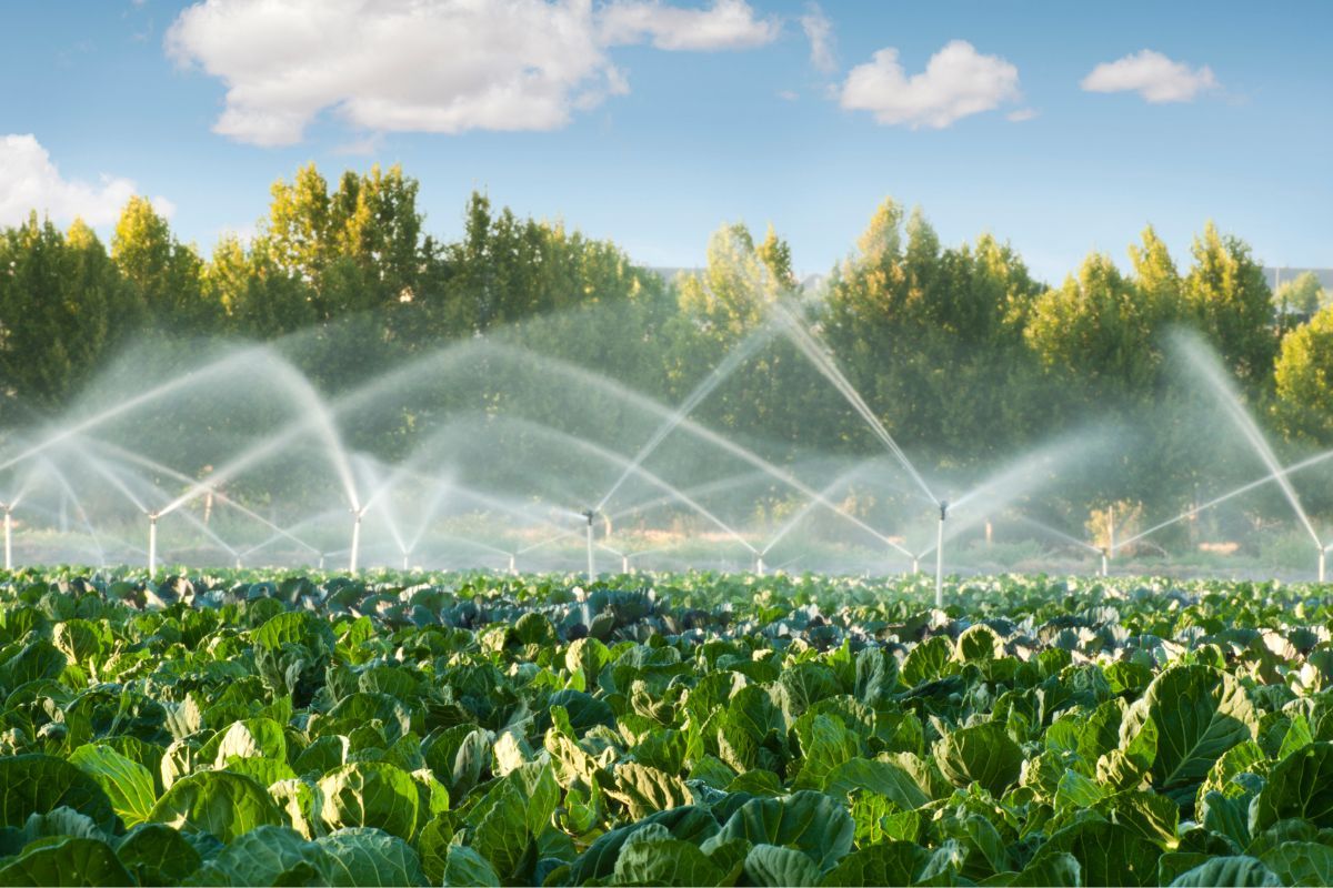 Las mejores prácticas de cultivo hortofrutícola - Sistemas de Riego Eficientes