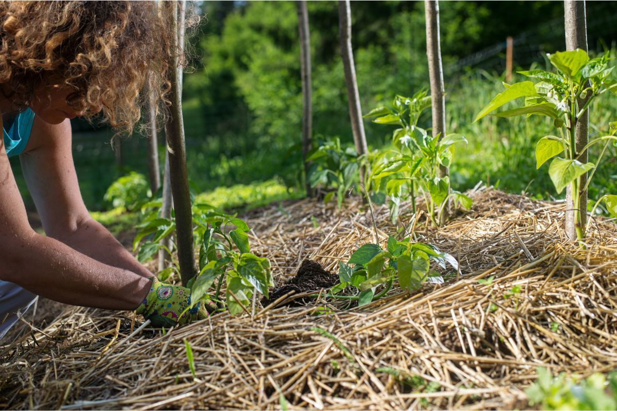 Las mejores prácticas de cultivo hortofrutícola - Uso de Coberturas Vegetales