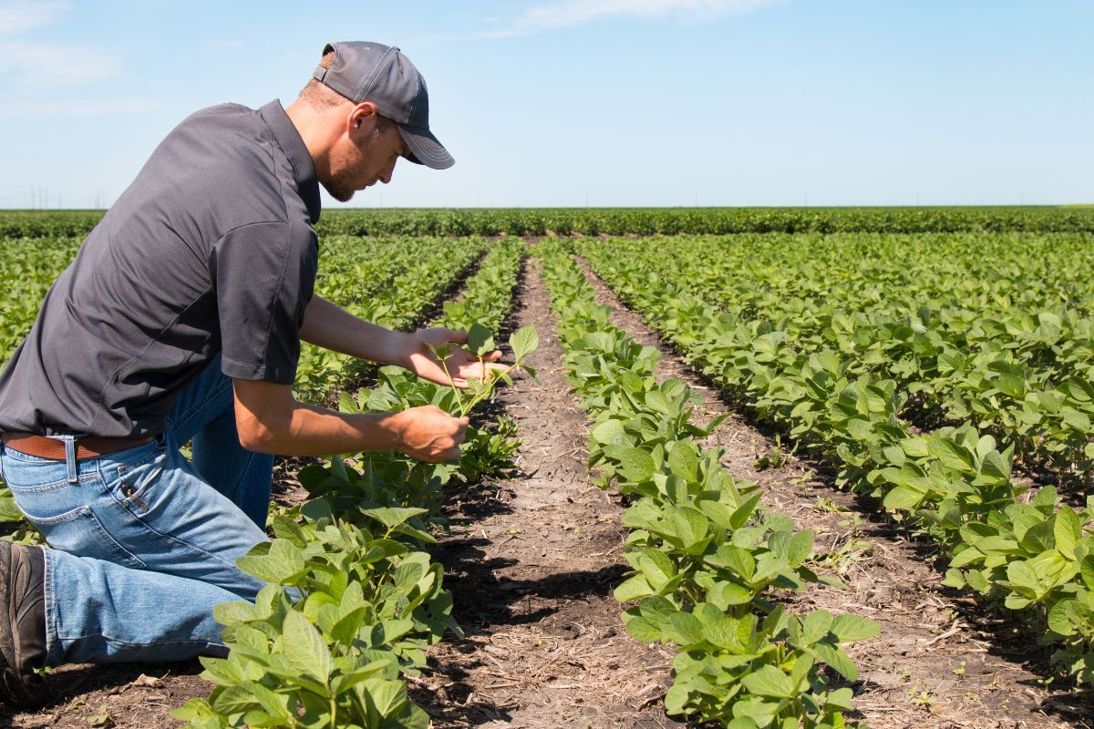 Los mejores productos para aumentar la productividad agrícola